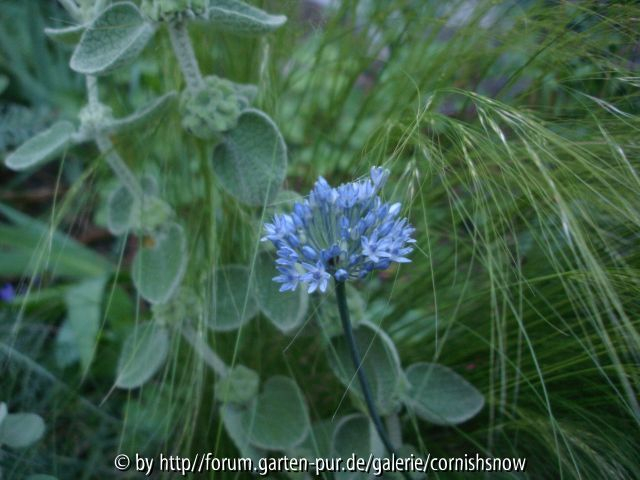 Allium caeruleum