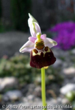 Ophrys fuciflora x heldreichii