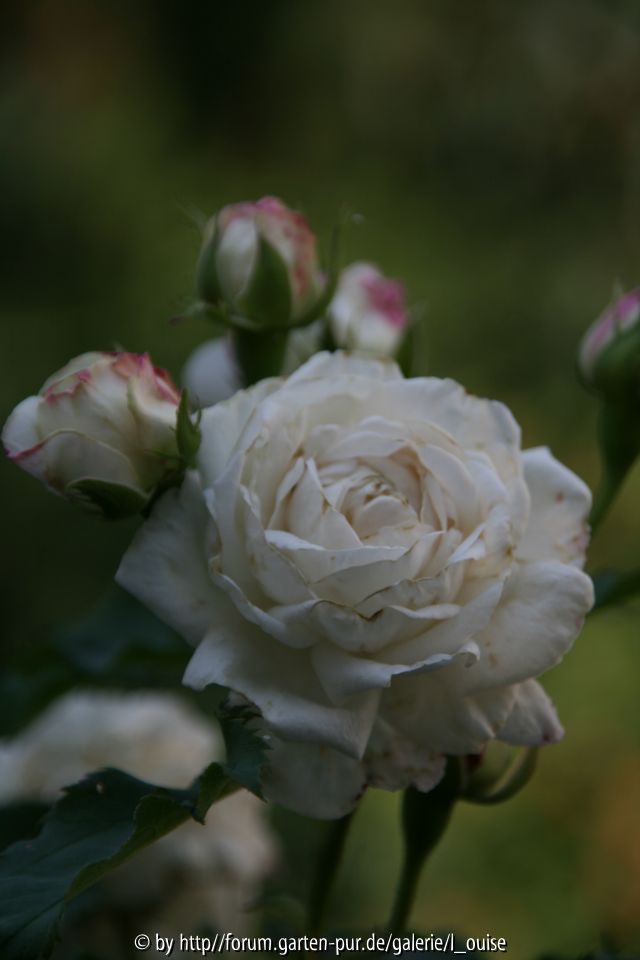 Boule de Neige1