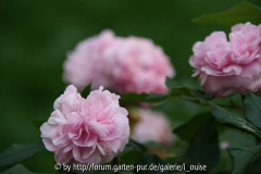 Jacques Cartier 1