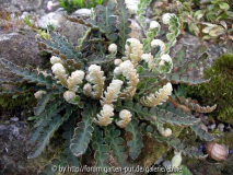 Ceterach officinarum