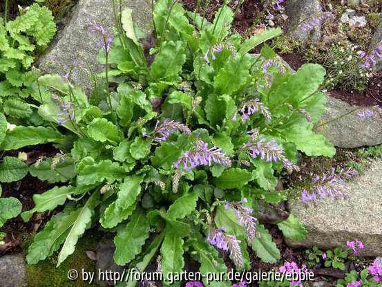 Wulfenia x schwarzii