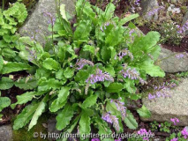 Wulfenia x schwarzii