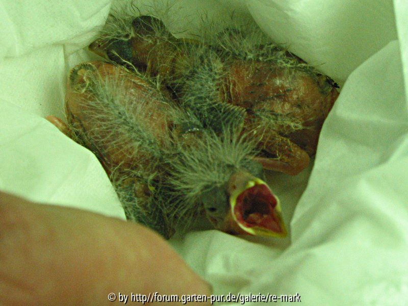 Unbekannte Vogelküken, eines mit offenem Schnabel