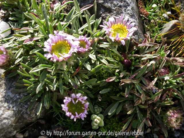 Townsendia rothrockii