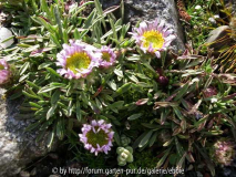Townsendia rothrockii