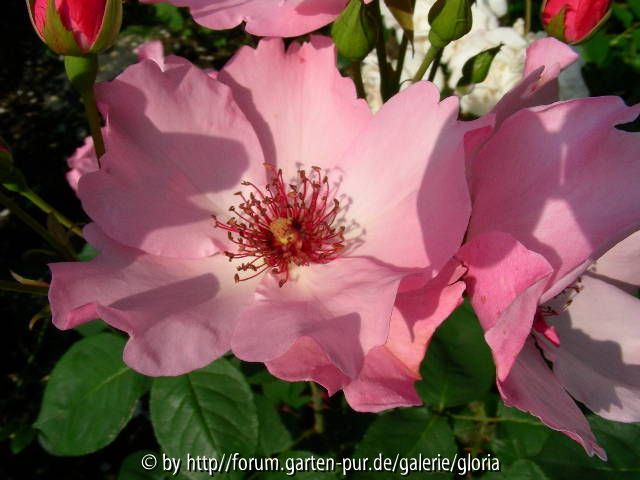 Dainty Bess