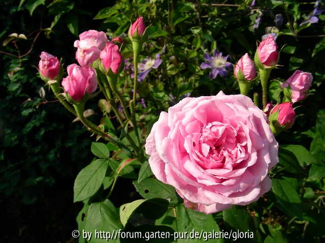 Comte de Chambord