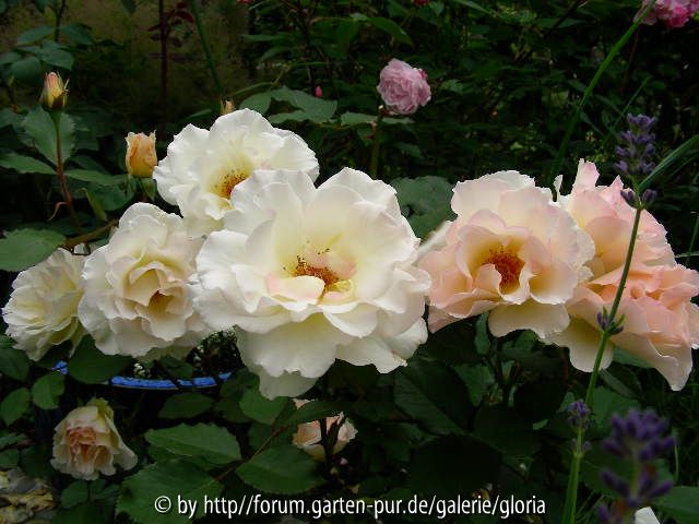 Terra Jubilée II