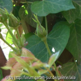 Discounter-Roulette - Kletterrose: Knospen
