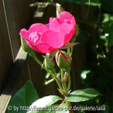 Discounter-Roulette - Kletterrose: Blüte und Knospen