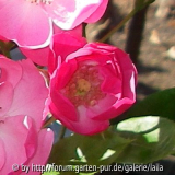 Discounter-Roulette - Kletterrose: Blüte Detail