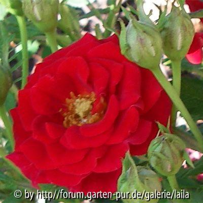 Baumarkt-Roulette - Topfrose: Blüte und Knospen