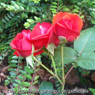 Garten-Fundrose: Blüten