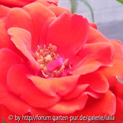 Garten-Fundrose: Blüten Detail 2