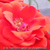 Garten-Fundrose: Blüten Detail 2