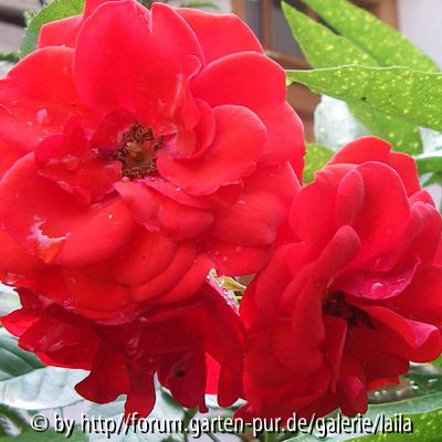Garten-Fundrose: Blüten aufgeblüht