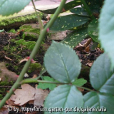 Garten-Fundrose: Blätter und Stacheln