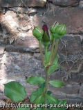 Don Juan - Juni 07 Knospen