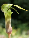 Arisaema lichiangense - Blüte