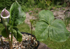 Arisaema lichiangense (re.) + candidissimum