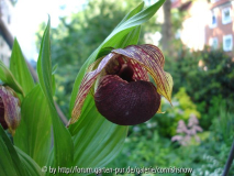 C. tibeticum - 09.06.2007 I