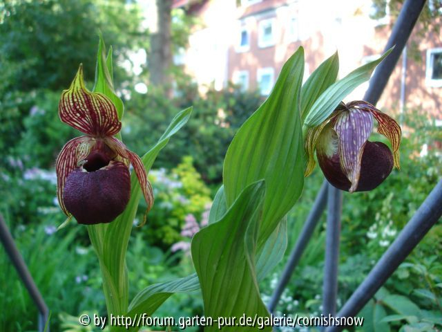 C. tibeticum - 09.06.2007 II
