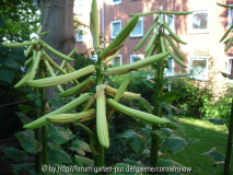 Cardiocrinum giganteum - 09.06.2007