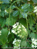Hydrangea 'Snowflake' mit Itea ilicifoli