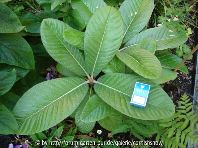 Rhododendron macabeanum - Blattgröße