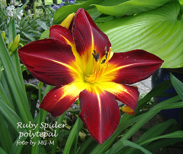 Ruby Spider polypetal