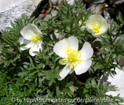 Ranunculus seguerii