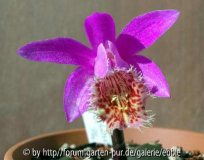 Pleione Vesuvius _Aphrodite
