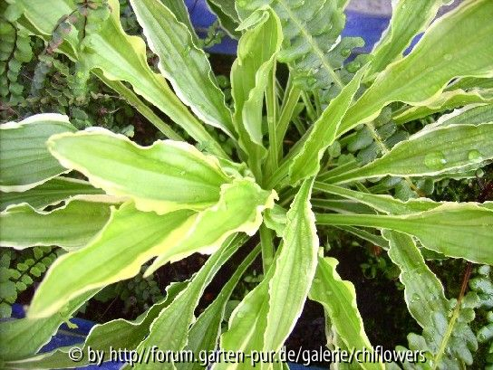 HVX? - Hosta Stiletto