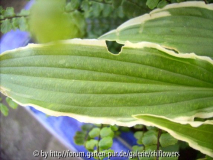 HVX? - Hosta Stiletto Blatt