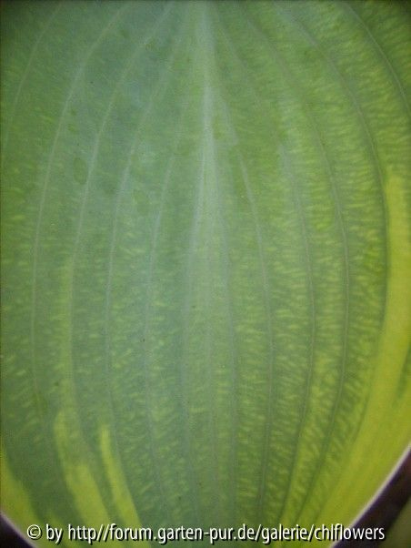 HVX? - Hosta Alex Summers Blatt