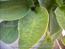 HVX? - Hosta Baby Bunting