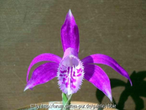 Pleione x barbarae