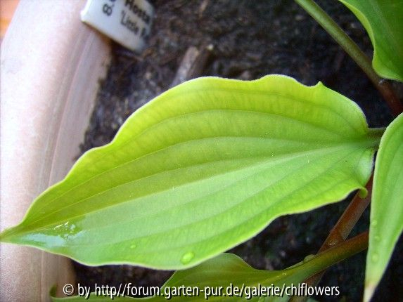 HVX? - Hosta Little Red Rooster