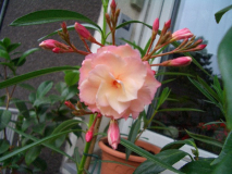 CIMG1207_600x600_100KB.jpg