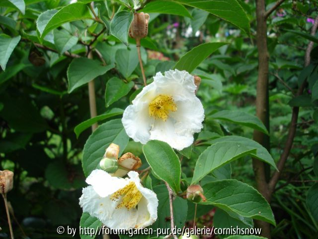 Stewartia pseudocamellia