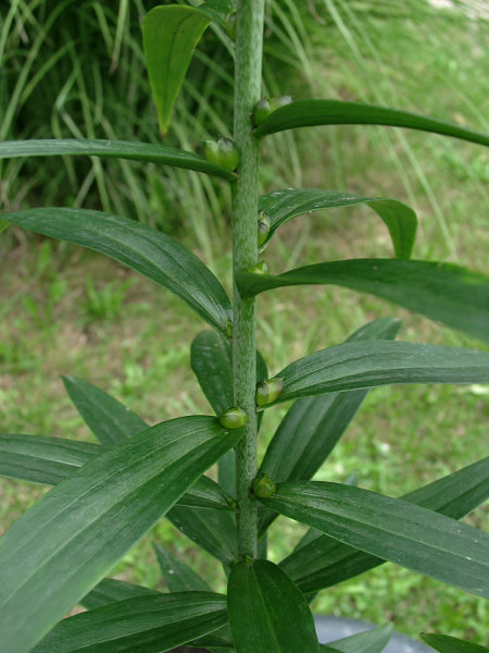 Lilium sargentiae - Achselbulbillen
