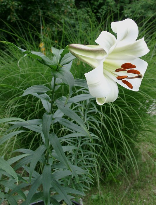 Lilium sargentiae