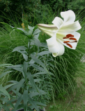 Lilium sargentiae