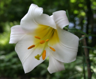 Lilium species