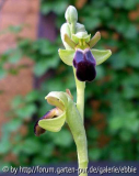 Ophrys fusca ssp. attovirens