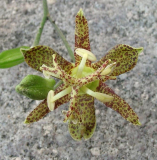 Tricyrtis puberula