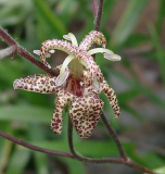 Tricyrtis macropoda - creme