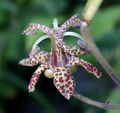 Tricyrtis macropoda - creme