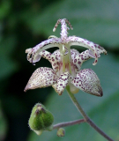 Tricyrtis macropoda - China